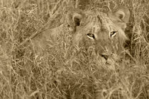 Lion in Grass - Sepia by Yolande  van Niekerk