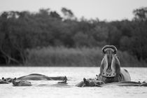 Low angle of Hippo in water showing its teeth by Yolande  van Niekerk