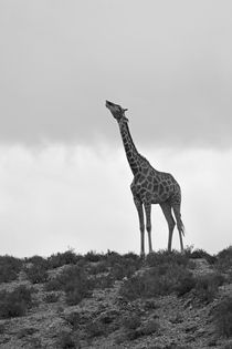 Giraffe drinking from clouds by Yolande  van Niekerk