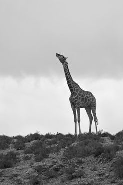 Giraffe-on-small-hill-seemingly-drinking-from-clouds-in-black-and-white