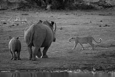 Leopard-walking-past-rhino-mother-and-calf-b-and-w