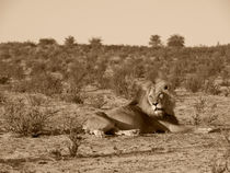 African lion patriarch resting in arid Kalahari habitat by Yolande  van Niekerk