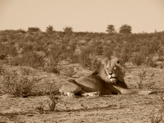 Lion-patriarch-resting-on-kalahari-dune-in-sepia