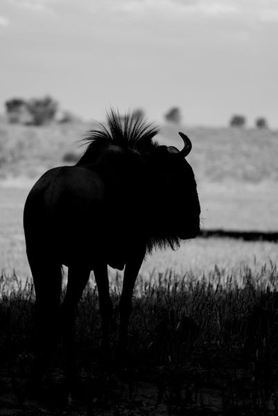 Silhouetted-wildebeest