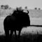 Silhouetted-wildebeest