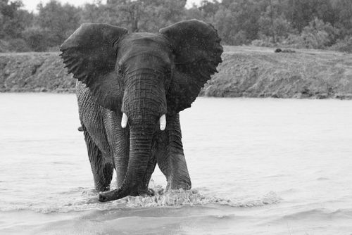 Young-elephant-bull-in-black-and-white