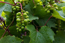 grapes in the rain by feiermar