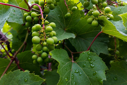 Grapes-in-the-rain-a-crop-i