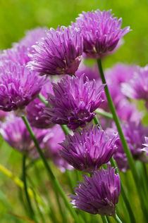 Allium blooms von Pete Hemington
