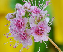Nature - jeweler. Flower of Apple trees in rain drops by Yuri Hope