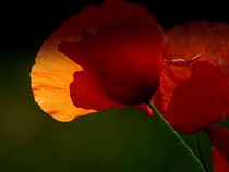 mohn... by hedy beith