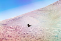 Pferd auf Fuerteventura by Fabienne Dittmers