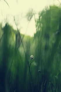 grassland - one by chrisphoto