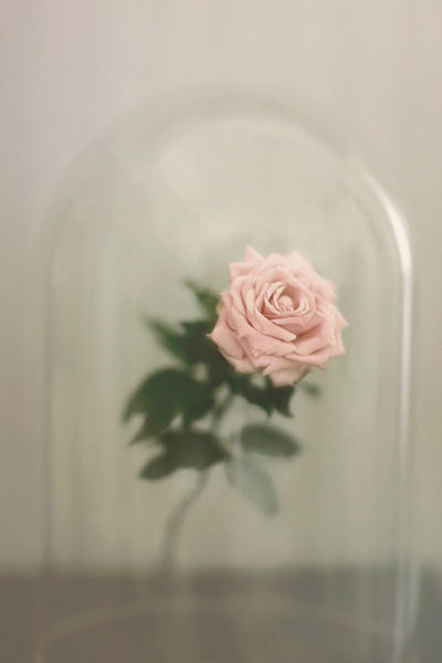 The-last-rose