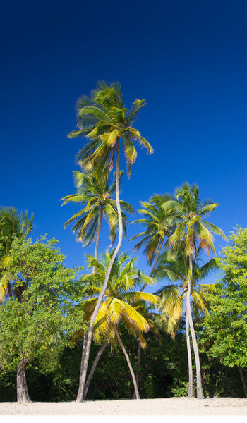 Carribean-palm-2