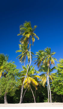 Coconut Palms on Tropical Island von cinema4design