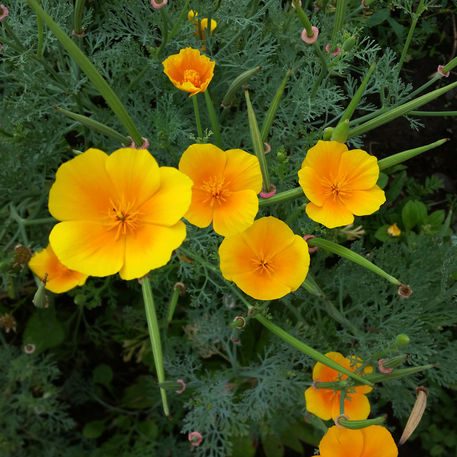 Yellow-wildflowers-crop-i