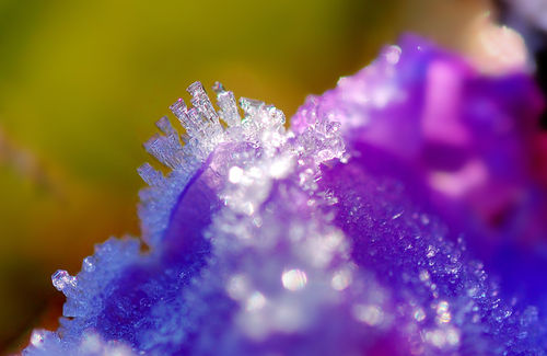 Frost-on-the-flowers