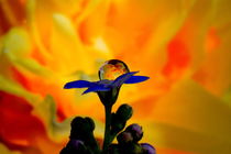 Flower Of Fire by Yuri Hope
