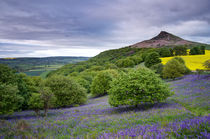 Bluebells at Roseberry Topping by Martin Williams