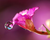 A drop of dew on a pink flower by Yuri Hope
