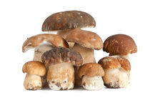 Boletus mushroom by Antonio Scarpi