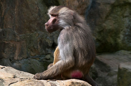 Olive-baboon