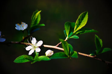 Blossombranch