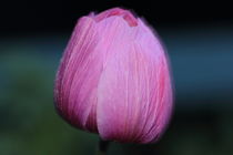 Pinke Tulpe von Gisela Peter
