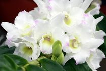 Orchidee in weiß by Anja  Bagunk