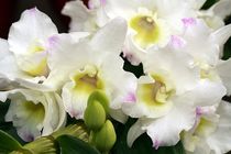 Weißer Orchideenzauber von Anja  Bagunk