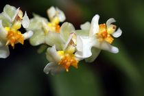 Orchidee in weiß - gelb by Anja  Bagunk