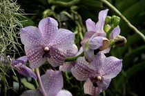 Orchideenzauber in lila von Anja  Bagunk