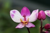 Orchideenzauber in rosa von Anja  Bagunk
