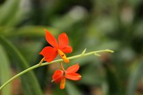 Orchidee in orange von Anja  Bagunk