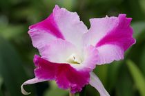 Orchidee in rosa by Anja  Bagunk