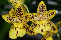 Orchidee in gelb by Anja  Bagunk