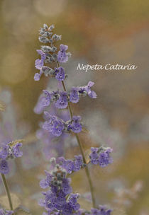 Nepeta cataria - catmint by Jacqi Elmslie