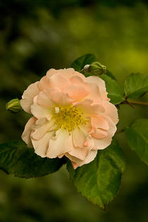 Peach rose "Penelope" by Jacqi Elmslie