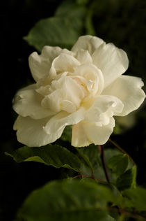 Romantic White Rose by Jacqi Elmslie
