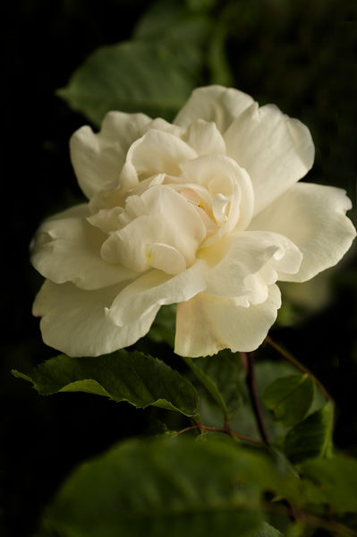 Imgp6746-white-rose