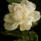 Imgp6746-white-rose