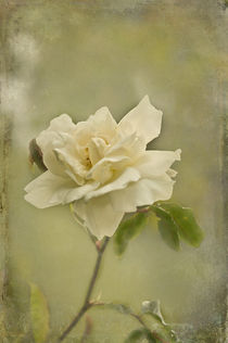 Vintage White Rose by Jacqi Elmslie