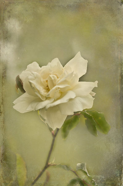 Textured-white-rose
