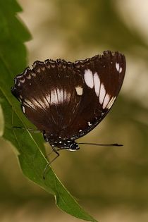 Tropischer Schmetterling by Anja  Bagunk