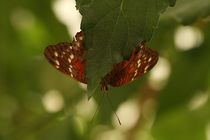 Tropischer Schmetterling von Anja  Bagunk