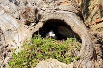 Cat's in the nest von Yuri Hope