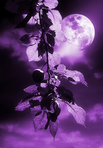 Purple Dream by CHRISTINE LAKE