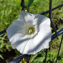 white flower breaks through      by feiermar