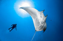Dancing with a Manta Ray by Gerald Wacker